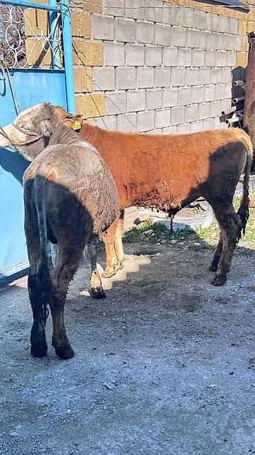 быки шароле: Продаю | Бык (самец) | На откорм | Привязанные — 2