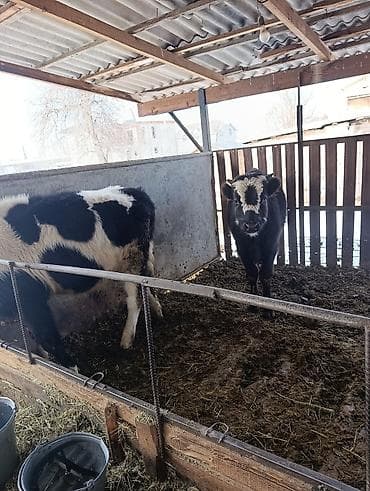 Proton: Сатам | Бука (эркек) | Бордоп семиртүү үчүн — 1