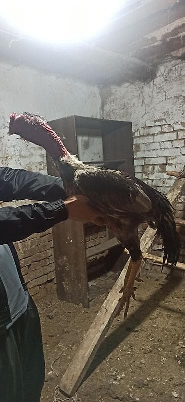 ары ящик: Сатам | Короздор | Тебиштирүүчү | Көбөйтүү үчүн — 1