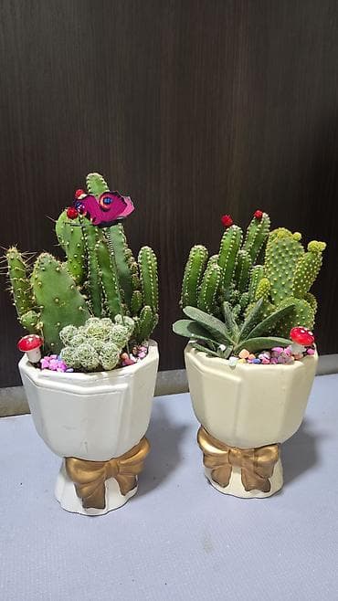 Хлорофитумдар: Хавортия и кактусы — суккуленты для дома и офиса - Хавортия по 350 с — 3