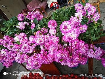 цвети: Георгины декоративные срезочные, сорт с крупными шаровидными бутонами — 3