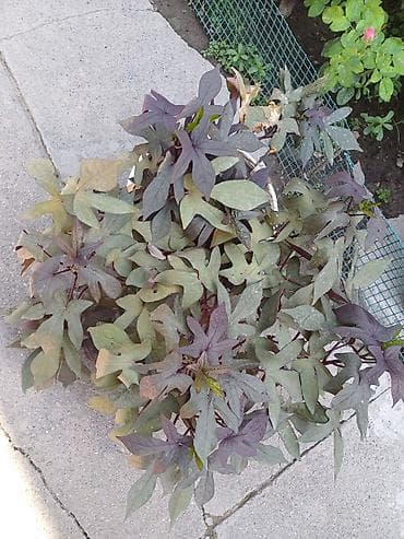 картошка семина: Ипомея батат (Ipomoea batatas) — декоративные сорта для клумб, кашпо и — 2
