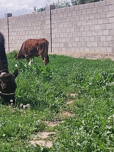 куплю корову на мясо: Продаю | Бык (самец) | На откорм | Привязанные — 4