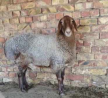 клетки большие: Линия крабель — 2