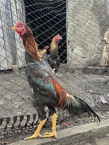продам курей: Продаю | Петух | Бойцовая, Дакан | Для разведения — 4