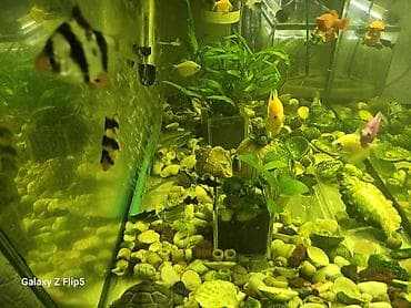 фарел ош: Продаю аквариумных рыбок 🐠 В наличии здоровые, активные рыбки: барбусы — 4