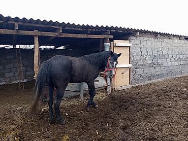 арабские лошади цена: Продаю | Жеребец | Полукровка | Рабочий — 6