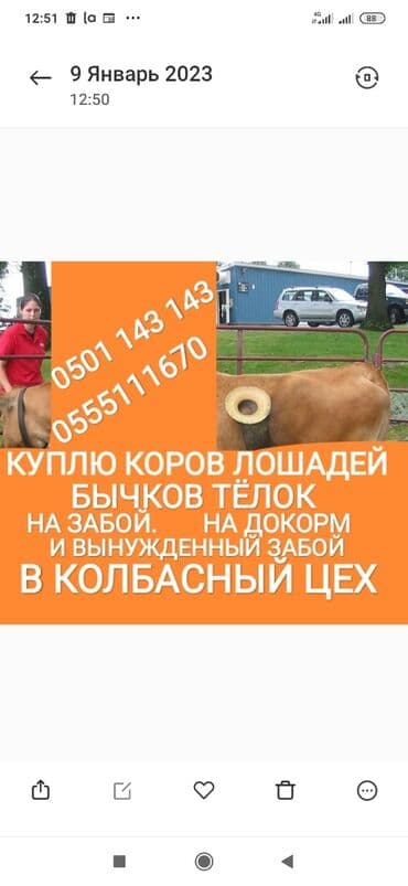 Куплю | Коровы, быки, Лошади, кони | Круглосуточно, Любое состояние, Забитый