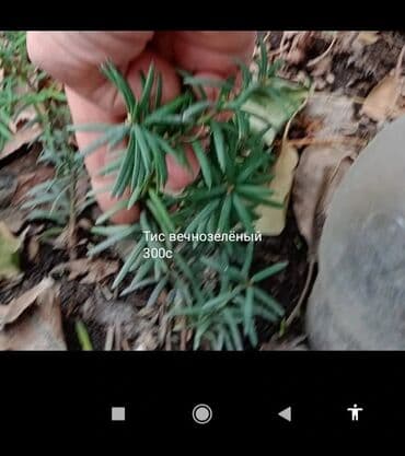 продажа рассады: Предлагается саженец кустарника с развитой корневой системой, готовый — 4