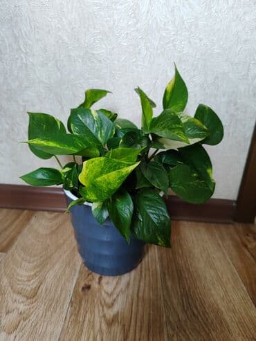 комнатный бамбук купить: Эпипрениум золотистый, хороший горшок российский 🌱🌿 — 2