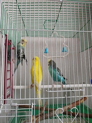 Кемирүүчүлөр: Волнистый попугай в клетке. - Окрас: нежно‑голубой с желтой головкой — 2