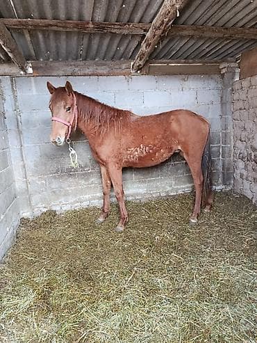 А/ч жаныбарларын сатам: Сатам | Жылкы (эркек) | Аргын — 2