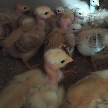 серебристая шиншилла: Продаю | Куры | Для разведения — 1