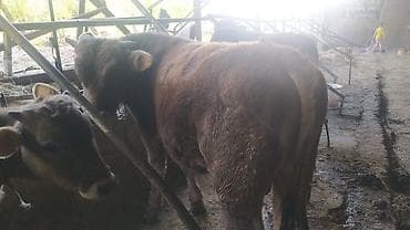 Продаю | Бык (самец) | Швицкая | На откорм, На забой, Для разведения at lalafo.kg Продаю | Бык (самец) | Швицкая | На откорм, На забой, Для разведения