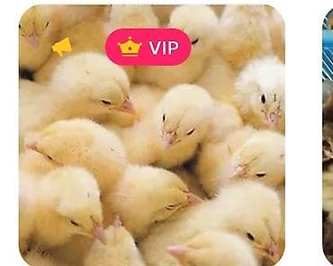 fermer kg: Продаю | Цыплята | Бройлерная | На забой — 1