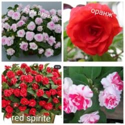 тюльпан гулу жонундо маалымат кыргызча: В продаже детки представленных растений детки каланхоэ по 150 с,детки — 8