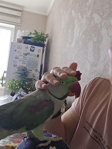 попугай крупный: Александрийский ожереловый попугай (Psittacula eupatria). - — 6