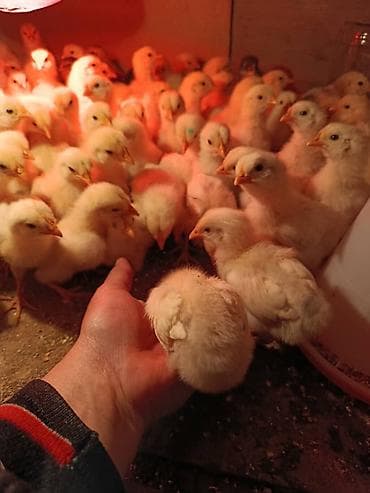 перья: Продаю | Цыплята | Бройлерная | На забой — 1