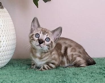 каракол кошки: Бенгальская, 2 месяца, Девочка, Приучена к лотку, Проглистована, С документами — 10