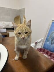 домики для хомяков купить: Кошка даром: Беспородная, 4 месяца, Девочка, Приучена к лотку — 3