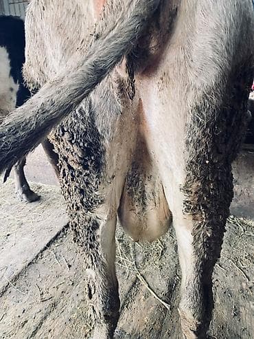 Зоотовары: Продаю | Корова (самка) | Для разведения | Привязанные — 4