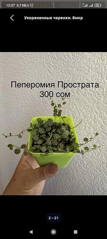 Алоказии: Укорененные черенки/отростки. Адрес 8 мкр — 5