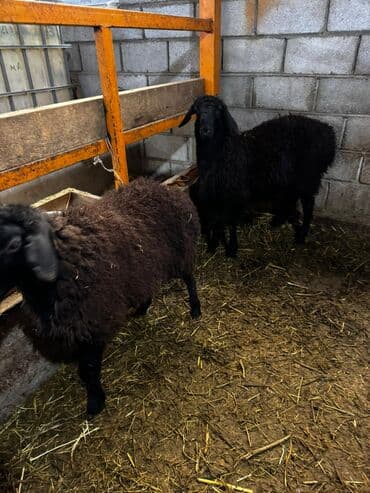 аталык корм: Сатам | Ургаачы кой (ургаачы) | Көбөйтүү үчүн — 3