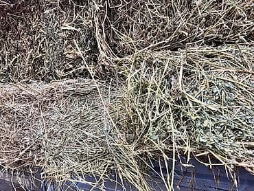 туки сена: Беде клевер 1й кос 90% клевера 206тюк плотный метровый по 355сом за — 1