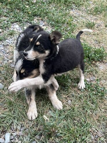 русская голубая длинношерстная кошка: 2 айлык, Эркек — 3