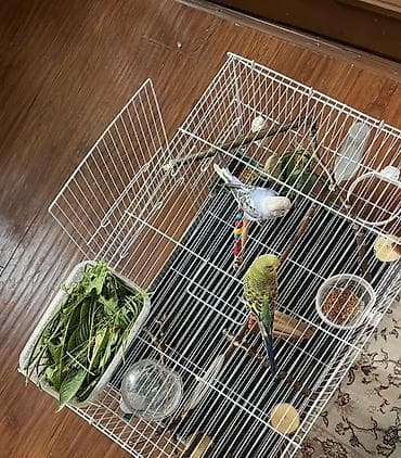 дом животные: Продаются волнистые попугаи с большой просторной клеткой со всем — 2