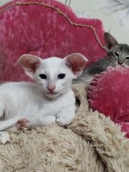 купить породистых котят: Ориентальная, 2 месяца, Мальчик, Белый, Приучена к лотку, Проглистована, С документами — 1