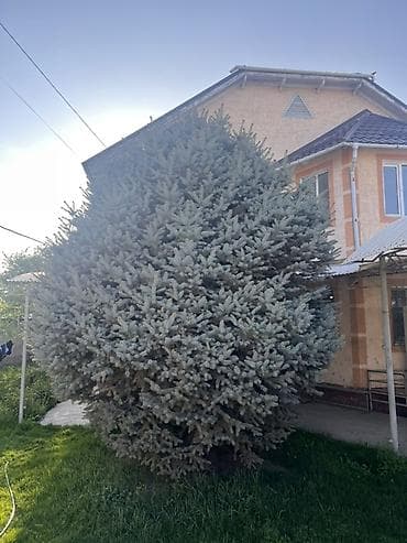 Голубая ель (вероятно Picea pungens ‘Glauca’) крупного размера для