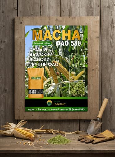 В наличии семена кукурузы силосного направления: - MACHA (ФАО 580) -