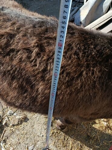 коровы молочные: Мини-ослик (карликовый), ручной. Характеристики: - Окрас — 6