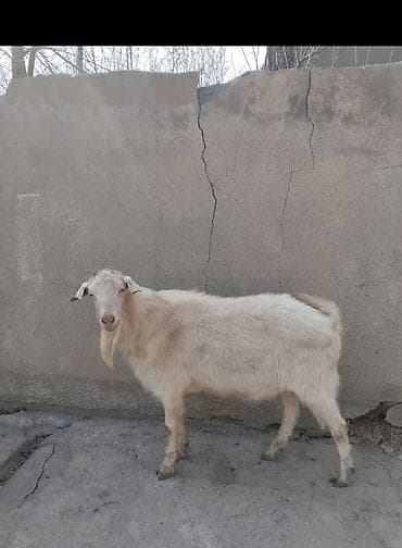 кой меранос: Продаю | Козёл (самец) | Зааненская | Для разведения | Осеменитель — 1