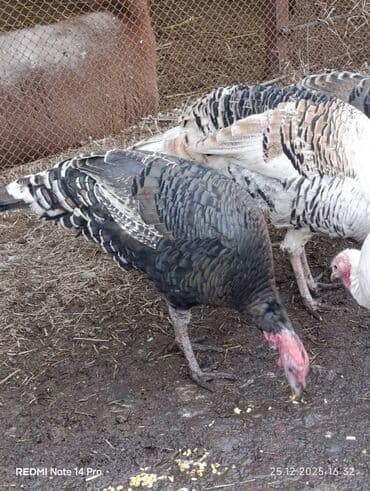Продаю | Индюк (самец) | Полукровка | На забой | Племенные