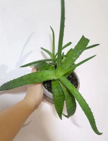 сколько стоит аквариум для рыб: РАСПРОДАЖА 🔥🔥🔥🔥 💰💰📌📌 Пассифлора Гиппеаструм глоксиния олеандр — 9