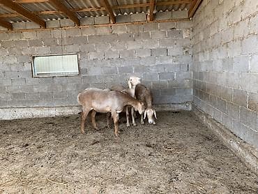 ниппельная поилка для кур: Продаю | Овца (самка) | Для разведения | Матка — 2