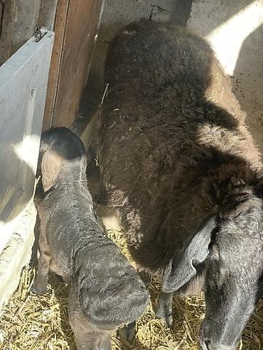 голубь птицы: Продаю | Овца (самка) | Для разведения | Матка — 1