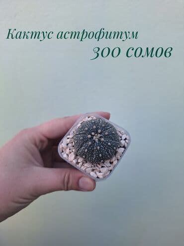 покупка деревьев: ● Комнатные растения (укоренённые черенки, молодые растения, взрослые — 22