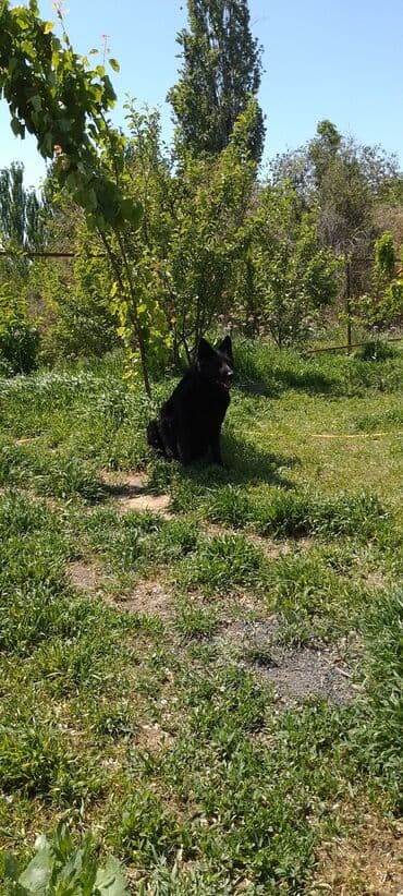 купить щенка немецкой овчарки в бишкеке: Немецкая овчарка, 3 года, Самка, С прививкой — 9