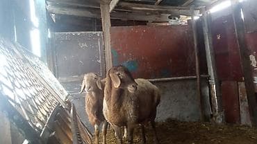 доминант куры: Продаю | Овца (самка) | Арашан | Для разведения | Матка — 3