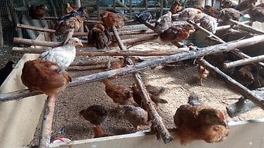 ак кой: Продаю | Куры | Бройлерная | На забой — 10