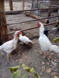 Аквариумы: Семейства — 1