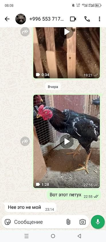 Продаю | Петух