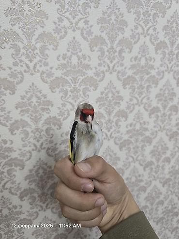 попугай волнистый цена: Щегол (Carduelis carduelis) - Яркий окрас: красная маска на голове — 1
