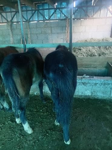 Грызуны: Продаю | Жеребенок | Для разведения — 3