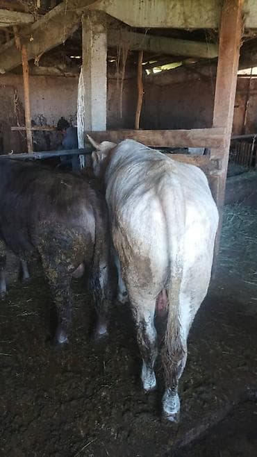 ангус бык: Продаю | Бык (самец) | На откорм | Племенные — 4