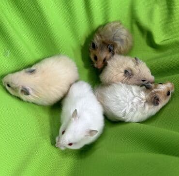 Крысы: Продаются хомячки джунгарские, сирийские, ангорские пушистые хомячки — 2