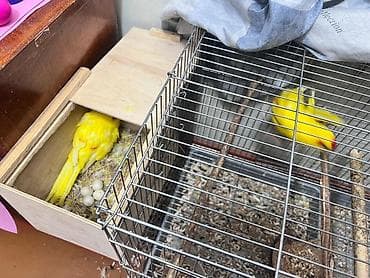 певчих папугай: Какарико (краснолобый какапо/краснолобый попугай) жёлтой мутации в — 4